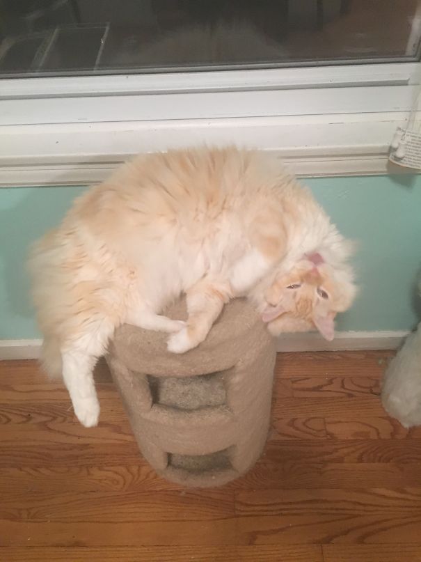 Does This Thing Come In A Extra Large?