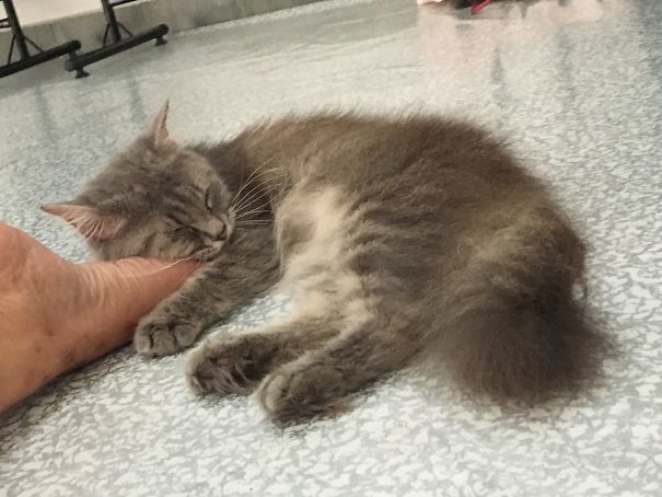 My Cat When I Ignore Her