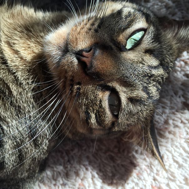 Awwww Yea...catnip Was Goood