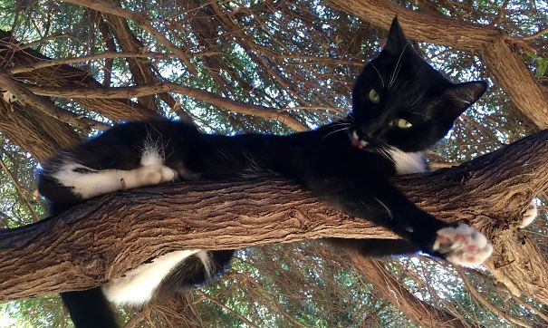 Dare You To Walk Under My Branch