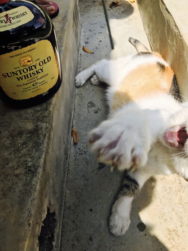 My Cats Reaction For Touching Her Whiskey