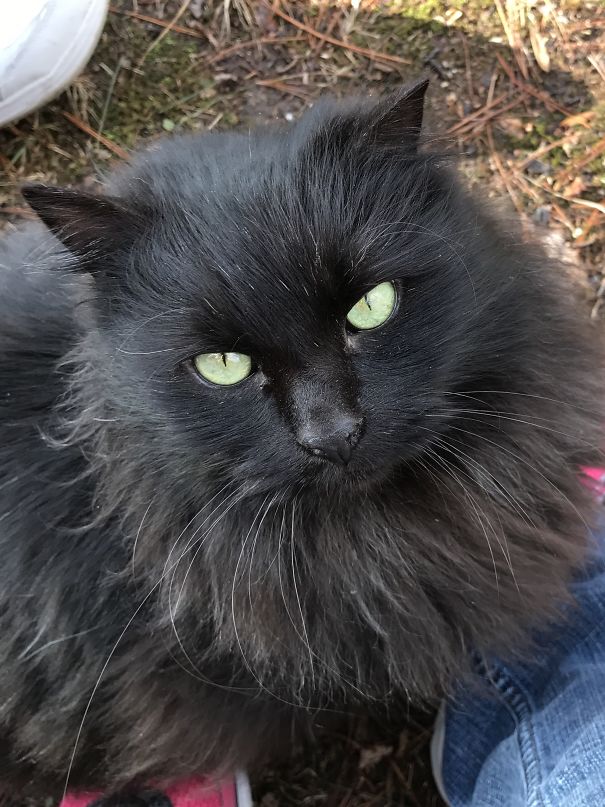 What Do You Want, Human?