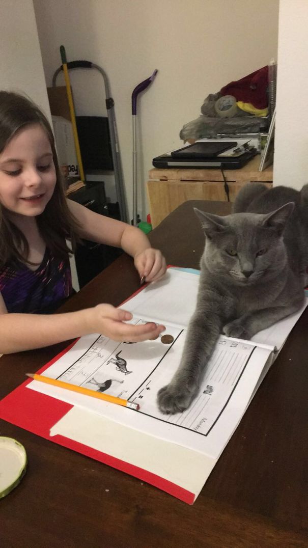 Over Dramatic Cat Doesn't Like Homework
