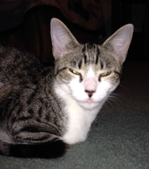 Catnip? No, Haven't Seen It.