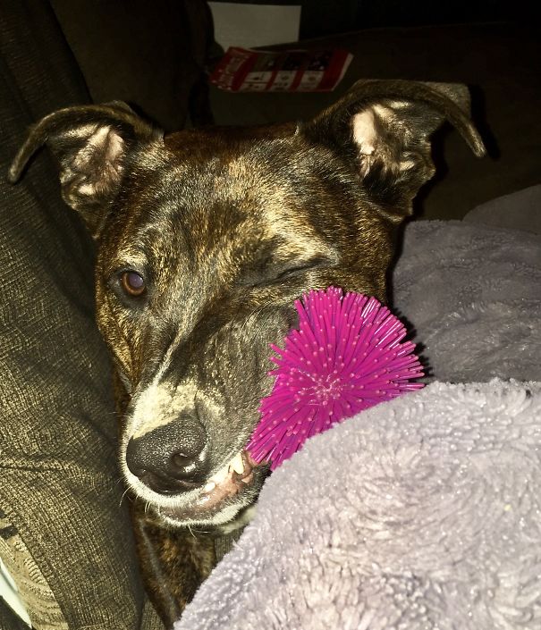 Joey And His Ball Part 2 (i Woke Him Up With The Flash!) Squishy Face!!!