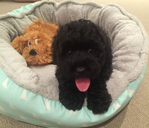 Louis The Labradoodle And His Friend. 8 Weeks Old.