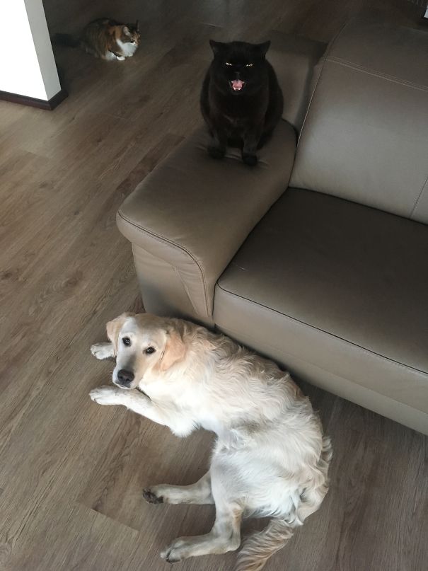 Give. Us. Food! Hooman!