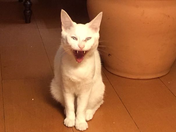 Whaaaaat??? A Dooog???