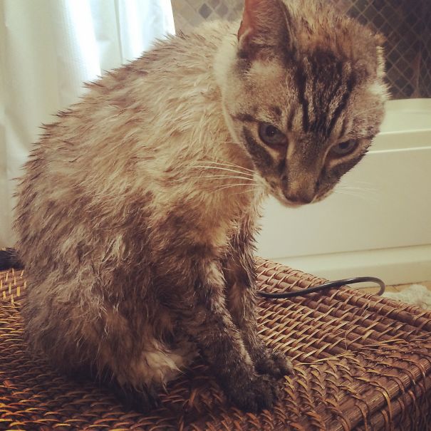 Vinnie Finding Out He Might Be The Biggest Brawler In All The Land, But Skunks Don't Give A $#!+ :)