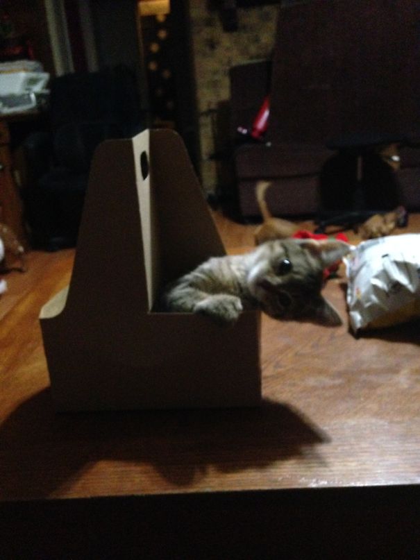 Did You Say Milk??????