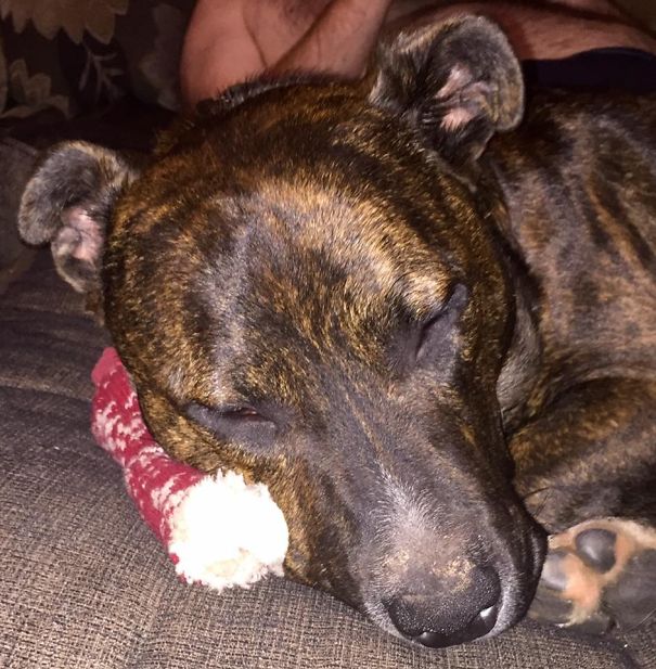 Not A Toy, But Joey Cuddling With Mummy's Slipper Sock, Which He Now Takes To Bed With Him Every Night!