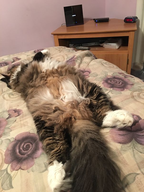 My Back! My Back! Call My Attorney!