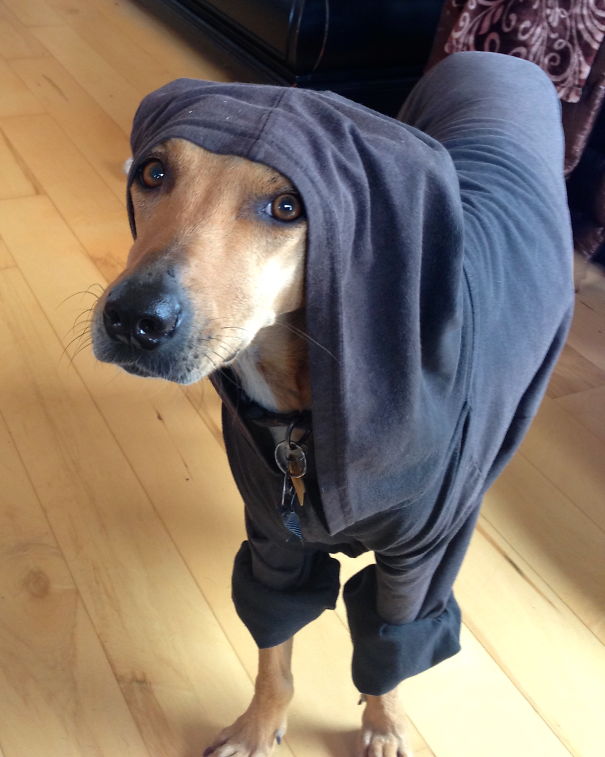 My Granddaughter Put A Hoodie On Nika.