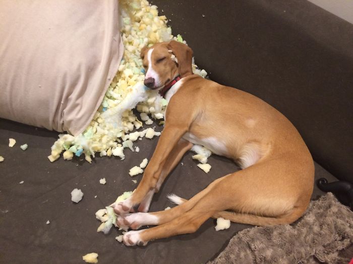 I Came Home To This. Now Is A Better Pillow