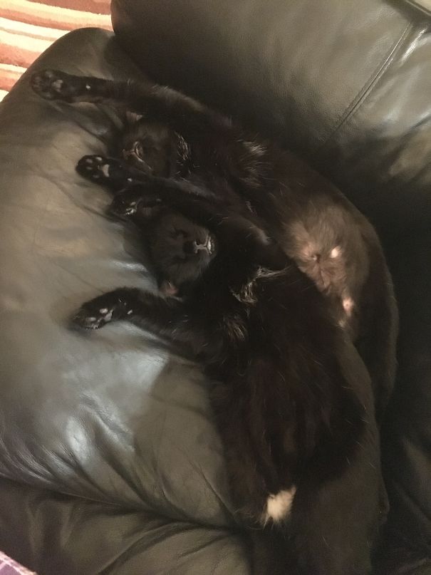 Multiple Cat-sualties...