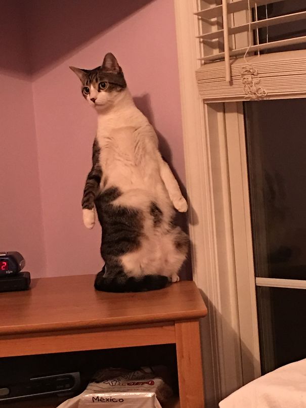 Maybe They Won't Notice Me If I Stand Still.