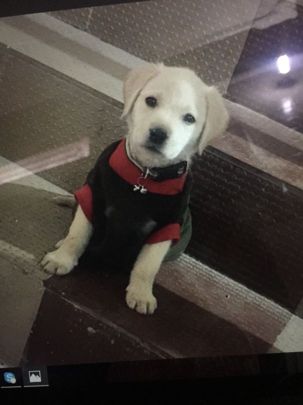 Dramatic Dog He Want More Intention....