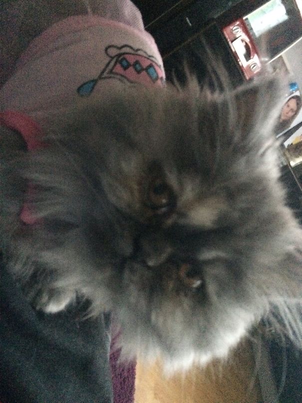 The Look My Kitten Gave Me When I Put Her Clothes On Her