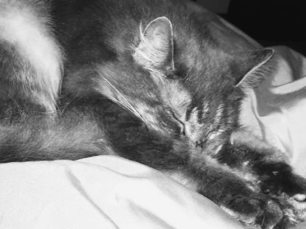 When You Fart And The Cat Can't Take It