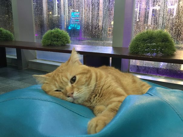 Lunch Will Not Be Served Until After You Take Your Nap...(cat Says: Bummer)