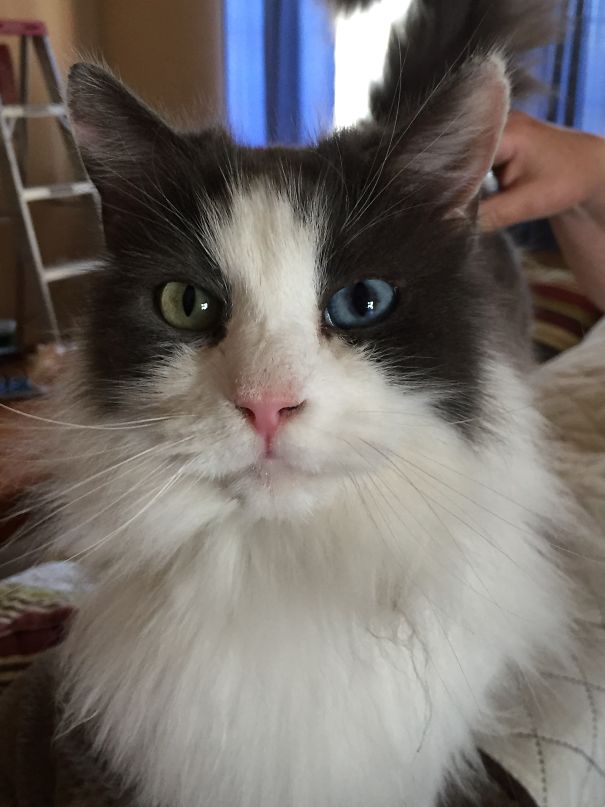 What Do You Mean You Forgot To Buy My Canned Cat Food?