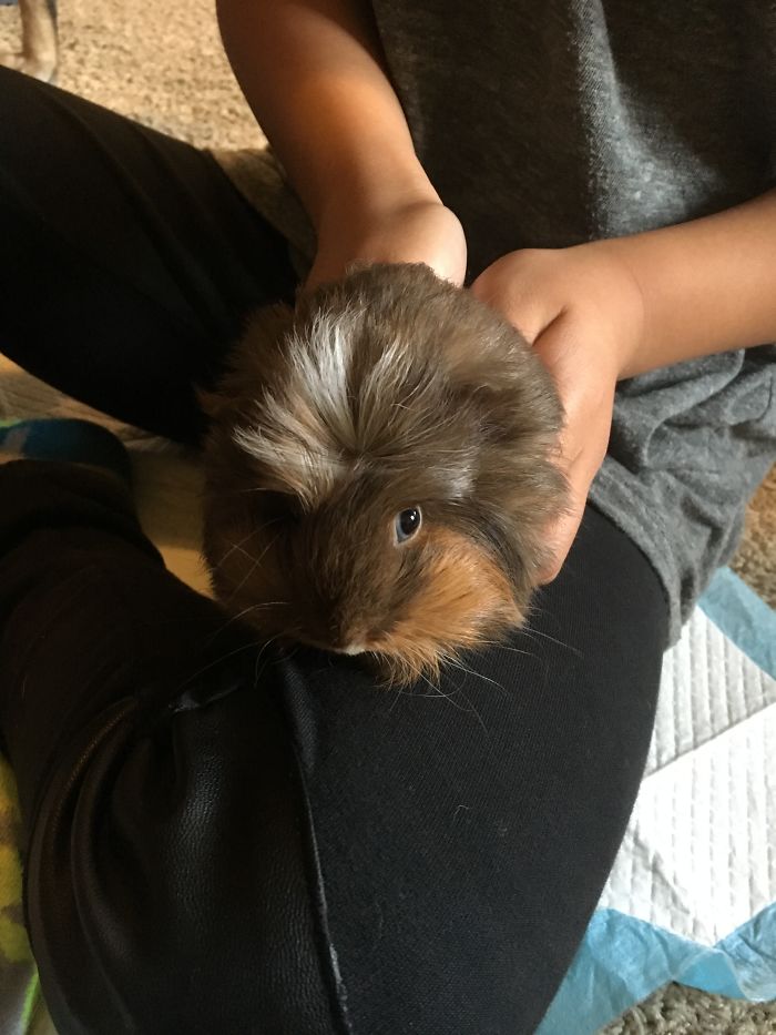 A Very Round Pig, Indeed.