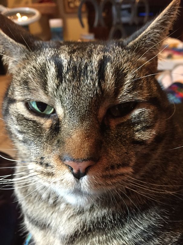 When I Told My Cat I Wasn't Petting Him Anymore.