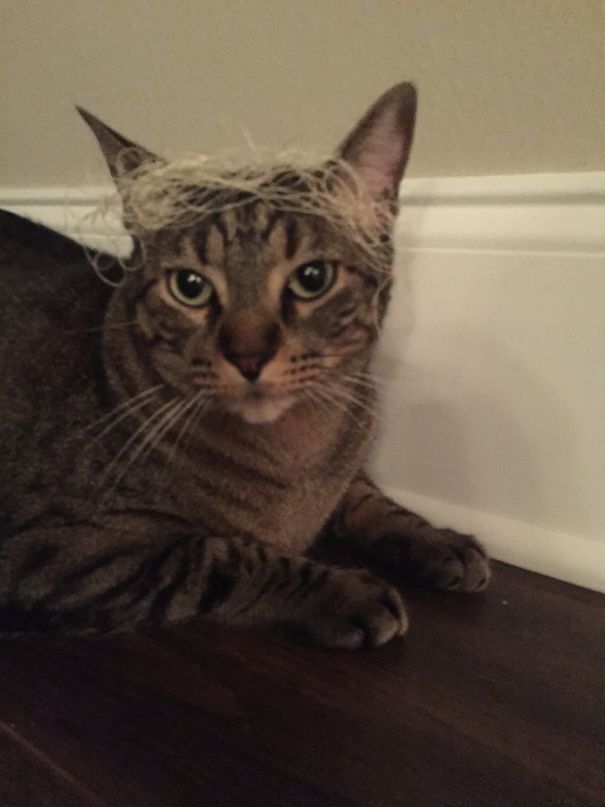 I'm Going As Donald Trump For Halloween.