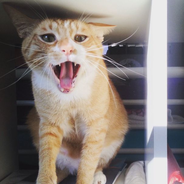 Hey, Babe, Take A Walk On The Wild Side