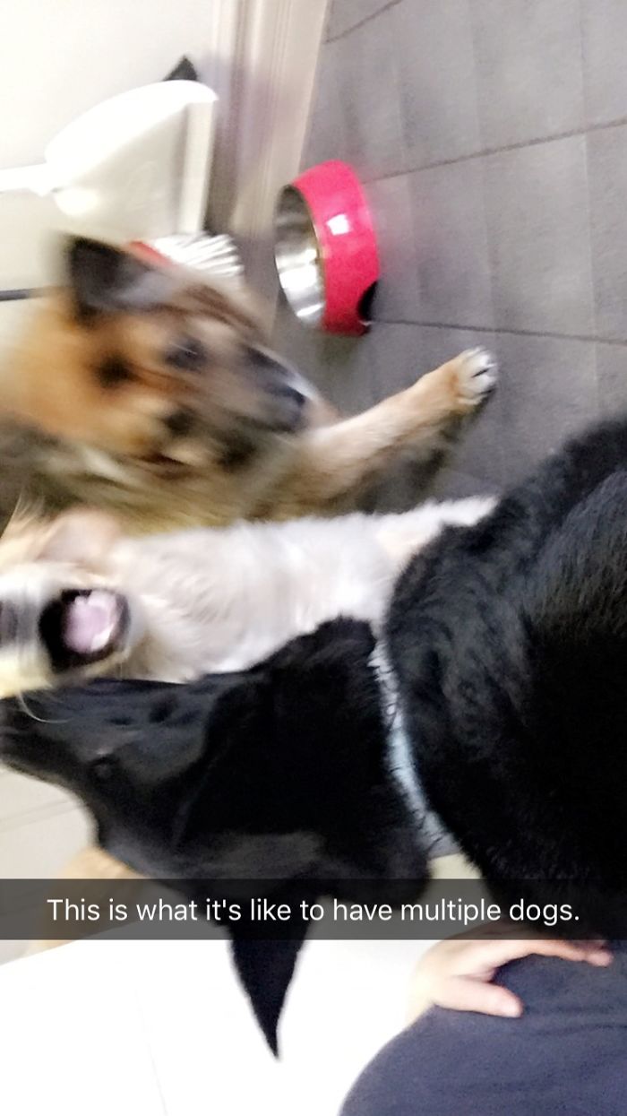 This Is What It's Like To Have Multiple Dogs