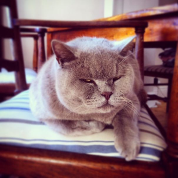 He Doesn't Want To Move From The Chair.