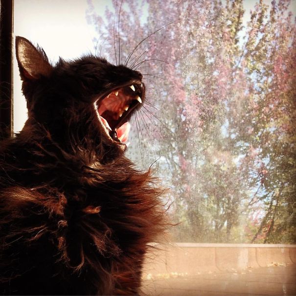 "it Burns" Screams Cleo Princess Of Darkness As She Gets Caught In The Sun.