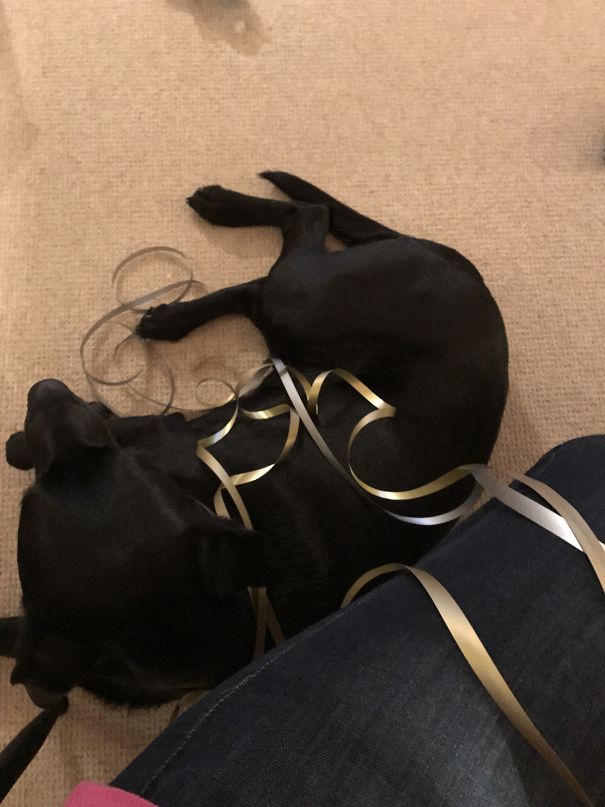 Hunden Ville Hjælpe Med Gave Indpakningen...