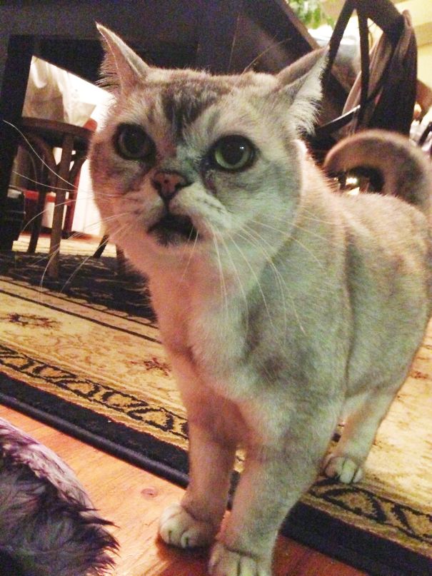 Where's My Food Hooman?