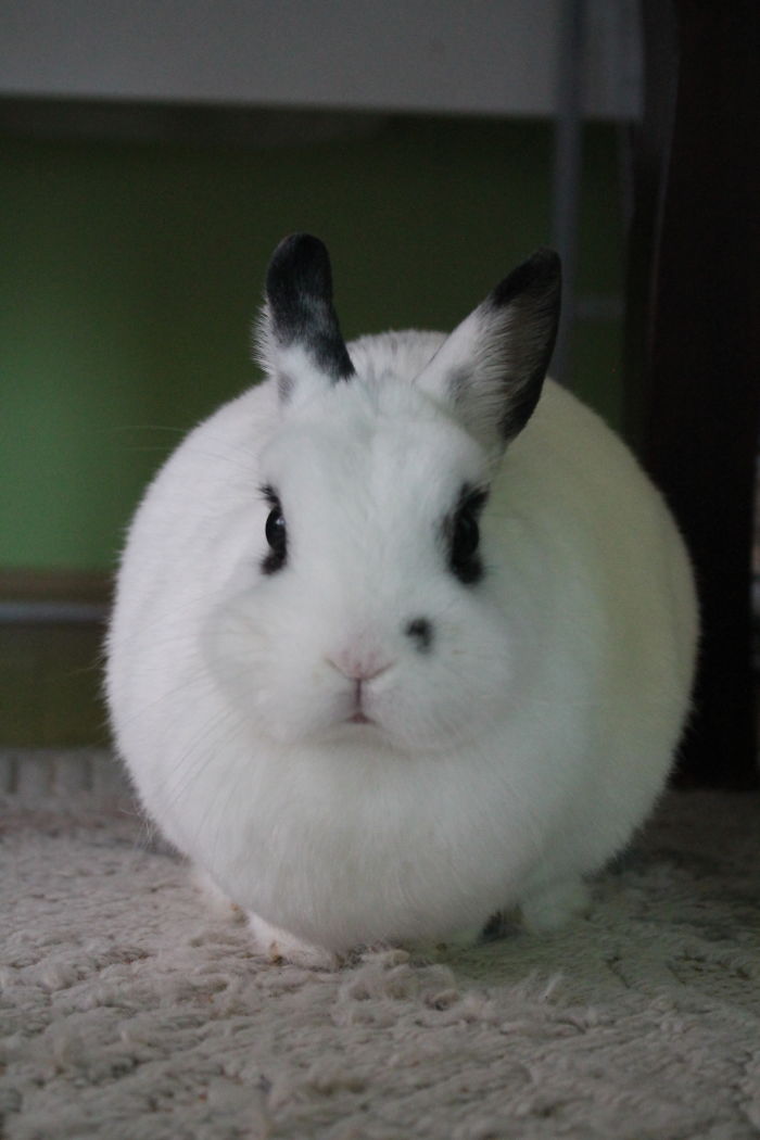 My Bunny Prefers Low Surface Tension