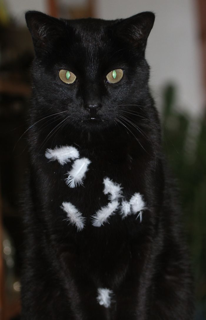 Came Home To A Pigeon Flying Around The House. It Didn't Take Long To Figure Out How It Got In.