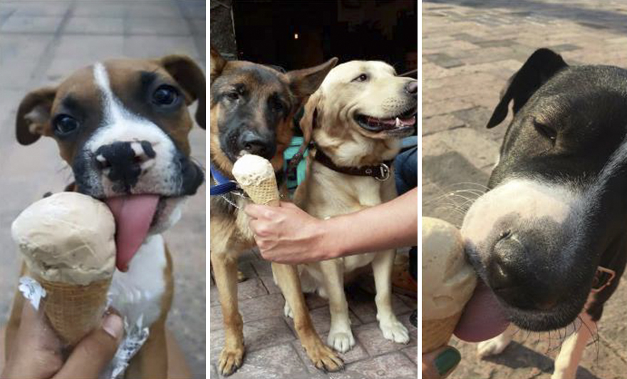 Ice Cream Parlor For Dogs Opens In Mexico Ice Cream Parlor For Dogs Opens In Mexico