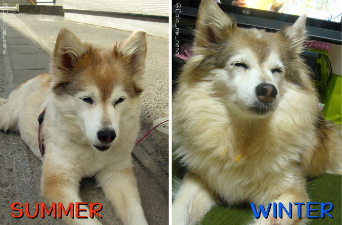 My Dog, Summer - Winter