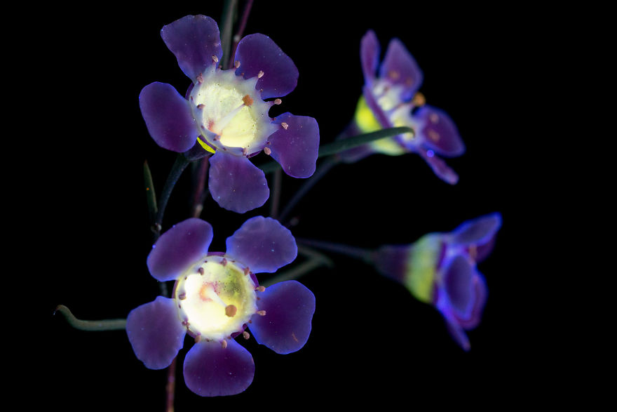 I Make Flowers Glow To Photograph Their Invisible Light