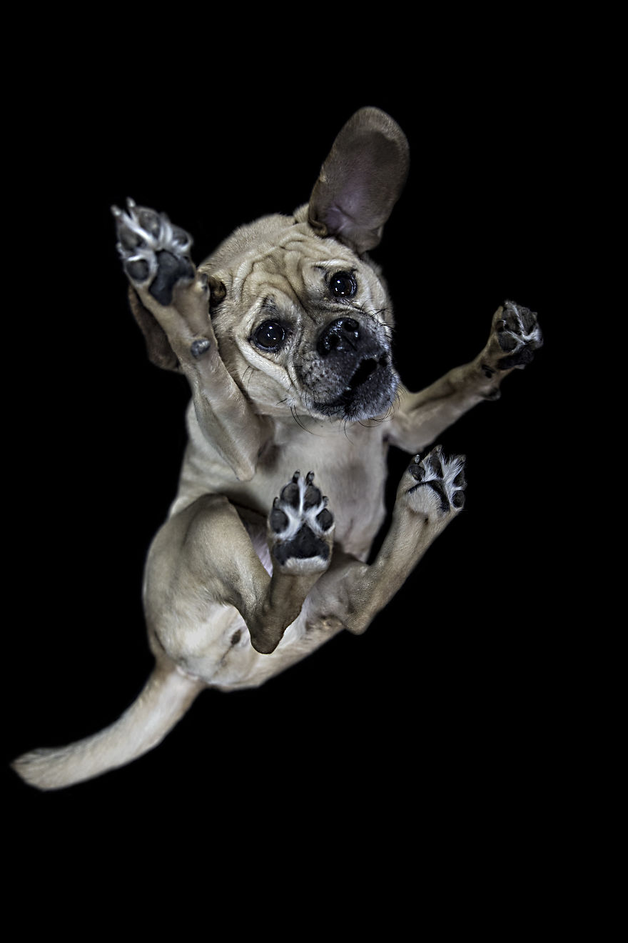 The Underdogs Project!