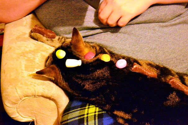 Even When You Children Are Adults . . . . . . 26 Y/o Daughter Uses The Cat To Hold Her Candies.