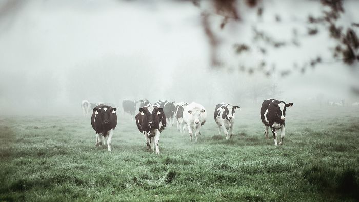 I Captured The Mystery Of Fog