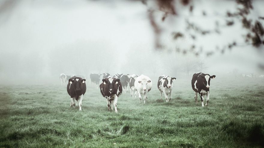 I Captured The Mystery Of Fog