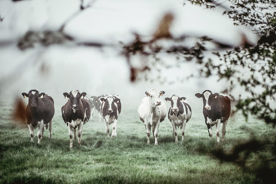 I Captured The Mystery Of Fog