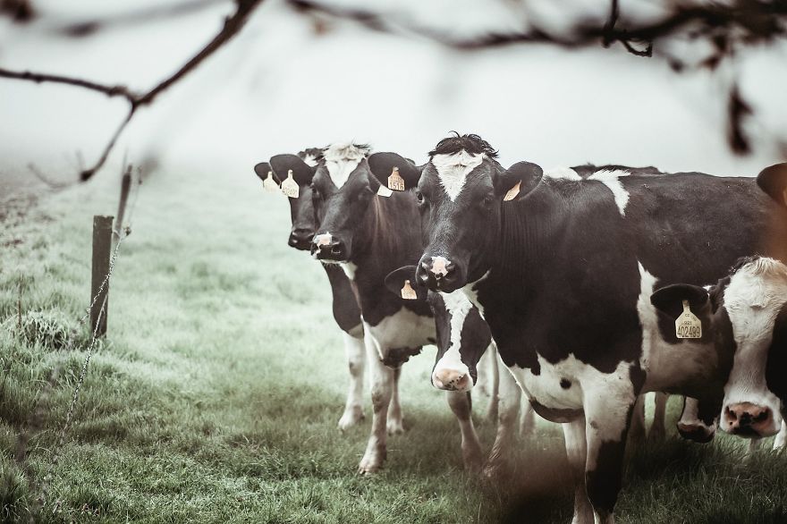 I Captured The Mystery Of Fog