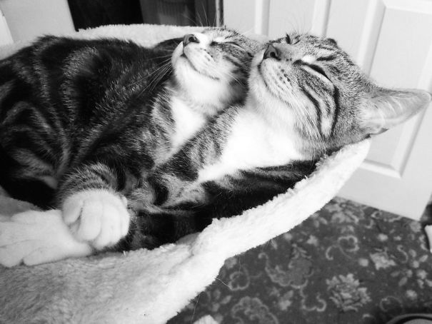 Mango And Chutney. They Want To Be Together.