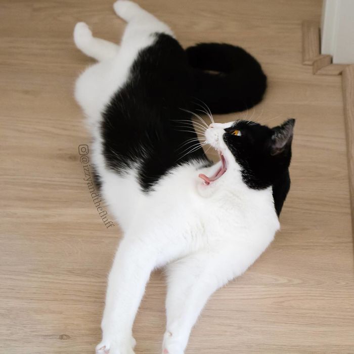 Meet Izzy, The Cat With The Most Expressive Face