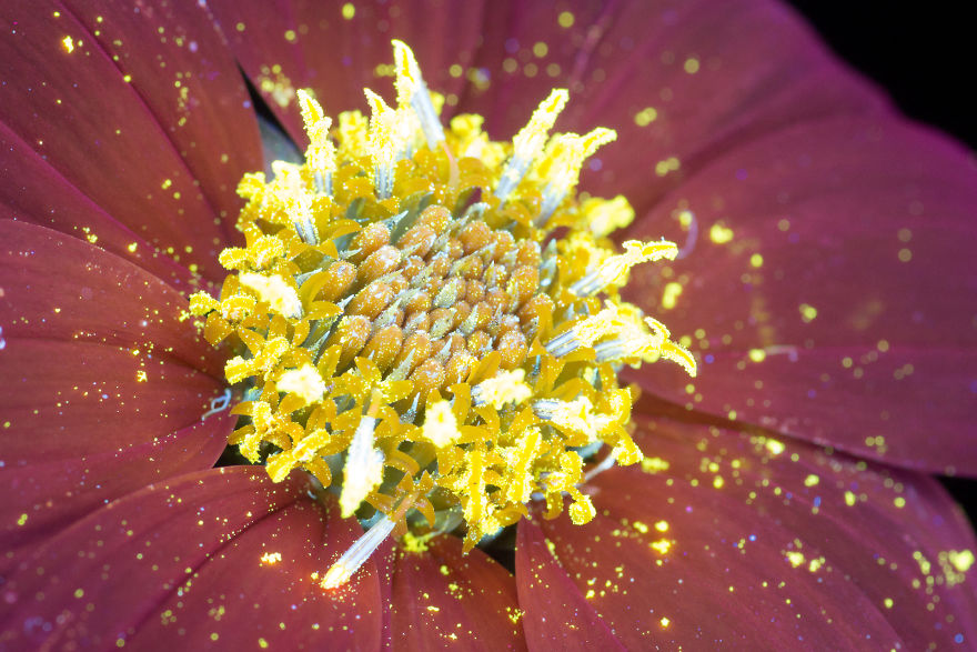 I Make Flowers Glow To Photograph Their Invisible Light