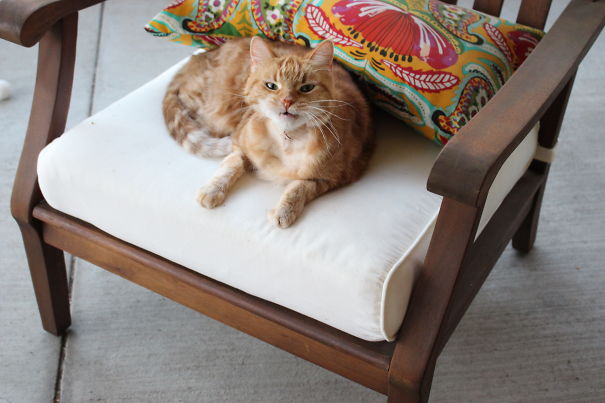 The Great And Glorious One Every Time She Remembers She's Not An Only Cat.