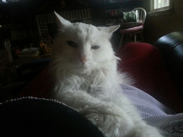 I Don't Always Eat Salmon, But When I Do...